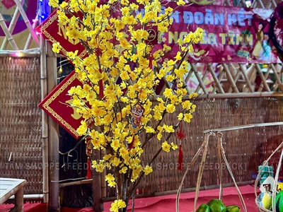 Cây Mai Vàng thân gỗ Cao 130 - 140cm CAYCANH-TET-02